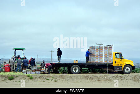 Fattoria di carico del lavoratore di fragole a farm in Salinas California Foto Stock