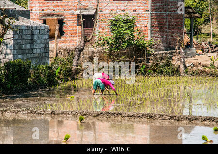 La donna le piante di riso in una risaia. Fotografato a Chitwan il parco nazionale, il Nepal Foto Stock