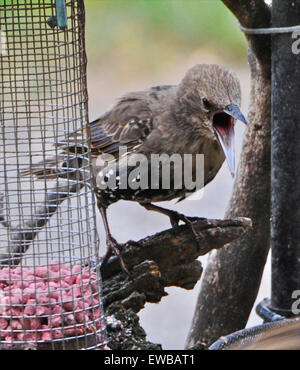 Giovani capretti storni starling sturnus vulgaris alimentare scontri squabling litigando immaturi di novellame Foto Stock