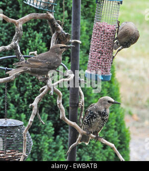 Giovani capretti storni starling sturnus vulgaris alimentare scontri squabling litigando immaturi di novellame Foto Stock