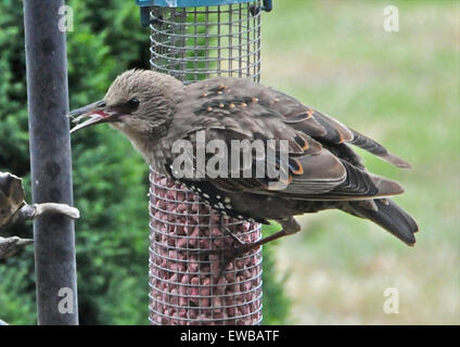 Giovani capretti storni starling sturnus vulgaris alimentare scontri squabling litigando immaturi di novellame Foto Stock