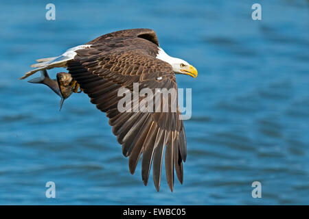 American aquila calva portando un pesce Foto Stock