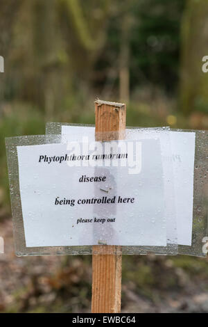 Pianta patogeno: Phytophthora ramorum. Misure di controllo nel bosco. Leith Hill, Surrey. In Inghilterra. La causa della improvvisa morte di quercia Foto Stock