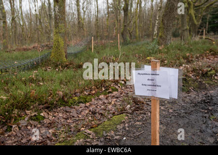 Pianta patogeno: Phytophthora ramorum. Misure di controllo nel bosco. Leith Hill, Surrey. In Inghilterra. La causa della improvvisa morte di quercia Foto Stock