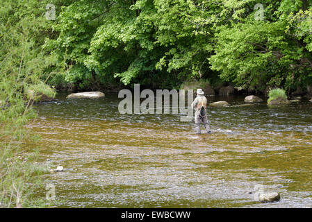 Uomo anziano di pesca a mosca nel fiume Wharf, vicino a Bolton Abbey, North Yorkshire, Inghilterra. Foto Stock