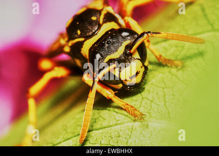 Wasp seduto su una foglia nel giardino estivo Foto Stock