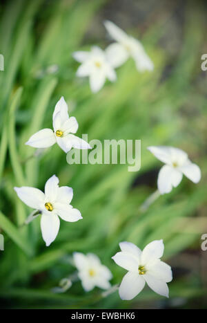 Gloria-della-Neve fiore in primavera. Croce trasformati. Foto Stock