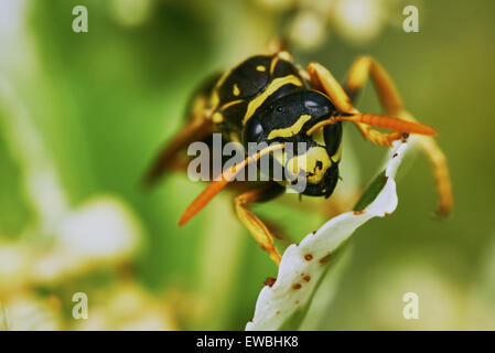 Wasp seduto su una foglia nel giardino estivo Foto Stock