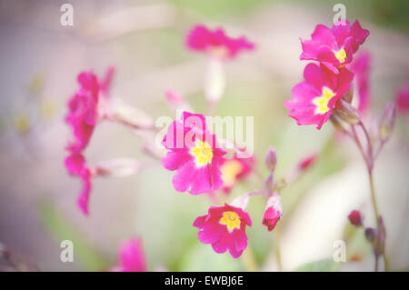 Rosa tenue primrose dettagli Foto Stock