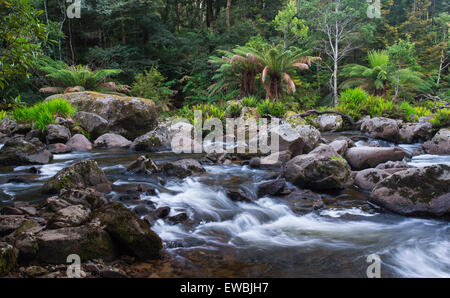 Il fiume selvaggio che fluisce attraverso lussureggianti foreste pluviali temperate in San Columba Falls riserva statale, Tasmania, Australia Foto Stock