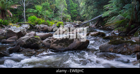 Il fiume selvaggio che fluisce attraverso lussureggianti foreste pluviali temperate in San Columba Falls riserva statale, Tasmania, Australia Foto Stock