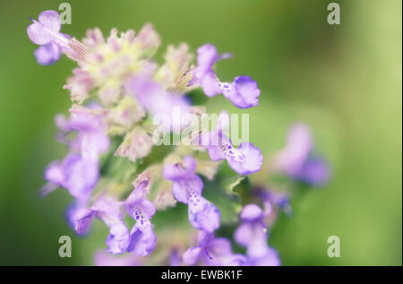 Macro di prurple nepitella fiori. morbido, Croce trasformati. Foto Stock