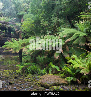 Soft felci arboree, Dicksonia antarctica, vicino a Cascate Russell, Monte campo Parco Nazionale, la Tasmania Foto Stock