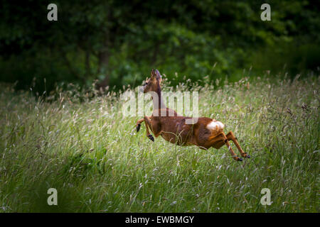 Capriolo in esecuzione attraverso alte erbe Foto Stock