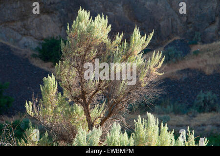 Sagebrush, John giorno stato Fiume Scenic fluviale, Murtha Ranch, pioppi neri americani Canyon State Park, Oregon Foto Stock