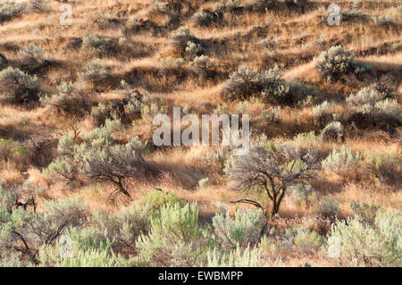Sagebrush prateria, John giorno stato Fiume Scenic fluviale, Murtha Ranch, pioppi neri americani Canyon State Park, Oregon Foto Stock