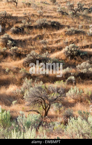 Sagebrush prateria, John giorno stato Fiume Scenic fluviale, Murtha Ranch, pioppi neri americani Canyon State Park, Oregon Foto Stock