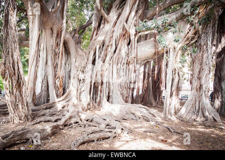 Più grande albero di ficus con la sua incredibile radici. Palermo, Sicilia. Italia Foto Stock