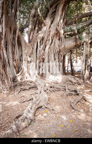 Più grande albero di ficus con la sua incredibile radici. Palermo, Sicilia. Italia Foto Stock