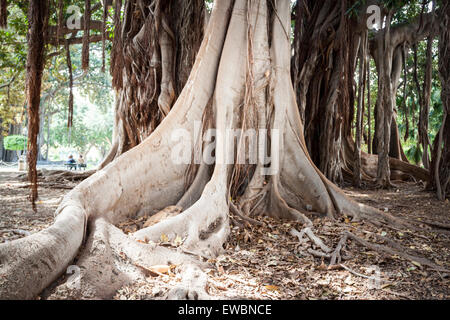 Più grande albero di ficus con la sua incredibile radici. Palermo, Sicilia. Italia Foto Stock