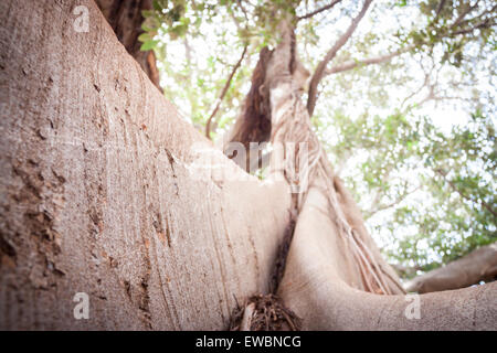 Più grande albero di ficus con la sua incredibile radici. Palermo, Sicilia. Italia Foto Stock