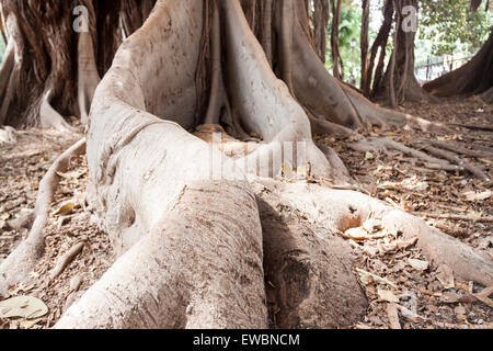 Più grande albero di ficus con la sua incredibile radici. Palermo, Sicilia. Italia Foto Stock