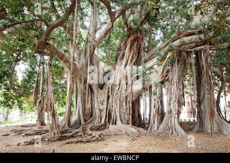 Più grande albero di ficus con la sua incredibile radici. Palermo, Sicilia. Italia Foto Stock