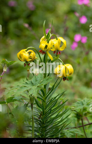 Giallo della turk cap gigli del giugno fioritura Lilium pyrenaicum Foto Stock