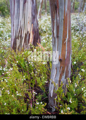Corteccia modelli su una gomma da neve (Eucalyptus pauciflora), il monte Campo Parco Nazionale, Tasmania, Australia Foto Stock