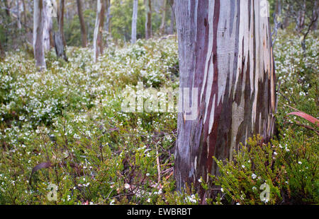 Corteccia modelli su una gomma da neve (Eucalyptus pauciflora), il monte Campo Parco Nazionale, Tasmania, Australia Foto Stock