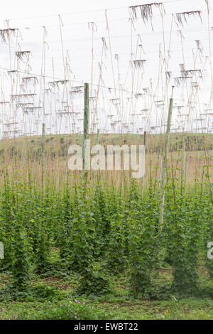 Il luppolo cresce su traliccio in Tasmania, Australia Foto Stock