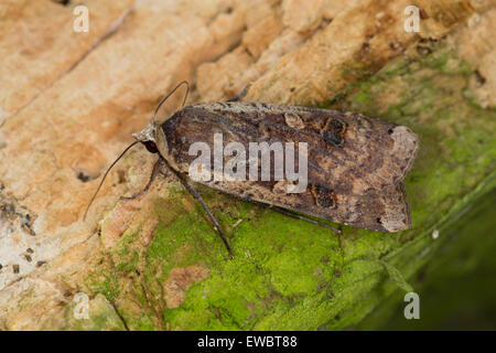 Grande giallo underwing, Hausmutter, Noctua pronuba, Agrotis, pronuba Eulenfalter, Eulen-Falter, Eulenfalter, Noctuidae Foto Stock