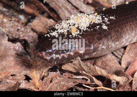 Close-up di testa di notte Brook Snake, (Pseudoxyrhopus heterurus), Nosy mangabe, Madagascar Foto Stock