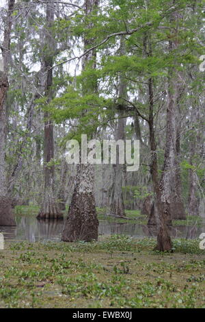 Cipressi a San Martino del Lago sud della Louisiana Foto Stock