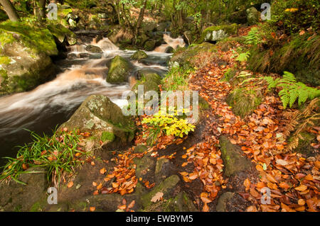 Autunno a Padley Gorge, Peak District Derbyshire England Regno Unito Foto Stock