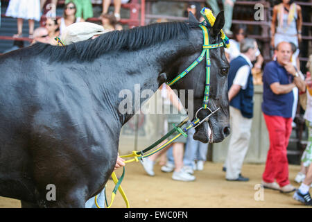 Cavallo vincente di uno dei trial Palio le corse dei cavalli.Ci sono 6 piste di prova prima della grande gara. Siena è famosa per le sue due volte a Foto Stock