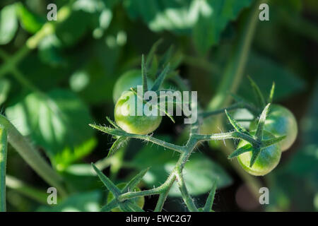 Una pianta di pomodoro con la nuova piccola pomodori verdi, Solanum lycopersicum. Stati Uniti d'America. Casa e biologici. Foto Stock