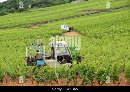 Vite meccanica potatura di trimming Beaune Premier Cru vigneti di Borgogna Francia Foto Stock