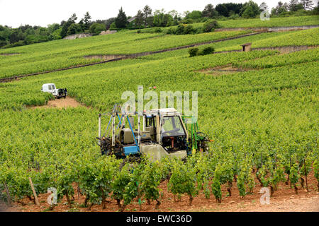 Vite meccanica potatura di trimming Beaune Premier Cru vigneti di Borgogna Francia Foto Stock