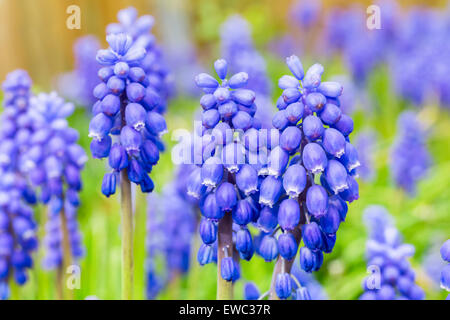 Gruppo di uva blu giacinti e foglie verdi in primavera Foto Stock