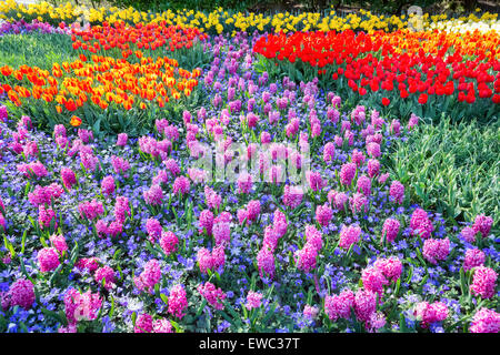 Campo di giacinti rosa e rosso tulipani a keukenhof olanda Foto Stock