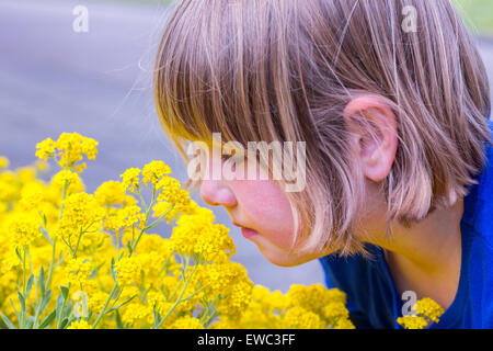 Giovane ragazza olandese profumati fiori gialli in estate Foto Stock