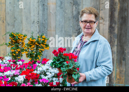 Anziana donna europea holding di piante fiorite di fronte staccionata in legno con tavole verticali Foto Stock