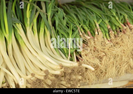 I porri in vendita in una bancarella di un mercato nella zona inferiore della città. Gyantse città e contea-Shigatse pref.-Tibet. Foto Stock