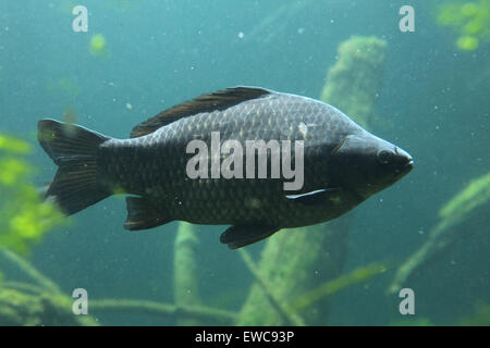 Wild carpa comune (Cyprinus carpio) presso lo Zoo di Schönbrunn a Vienna, Austria. Foto Stock