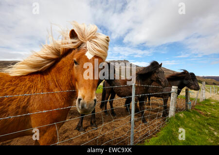 Cavalli islandesi Islanda Foto Stock