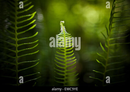 Cervi (felce Blechnum spicant) Foto Stock