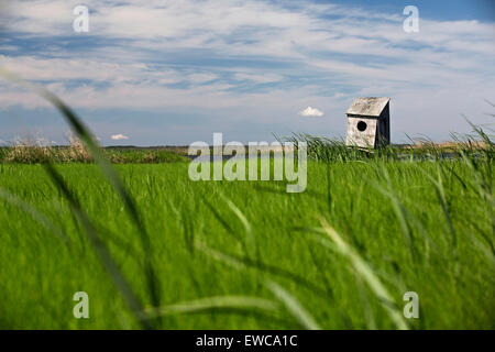 Il legno di anatra casella di nesting Foto Stock