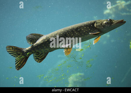 Northern luccio (Esox lucius) presso lo Zoo di Schönbrunn a Vienna, Austria. Foto Stock