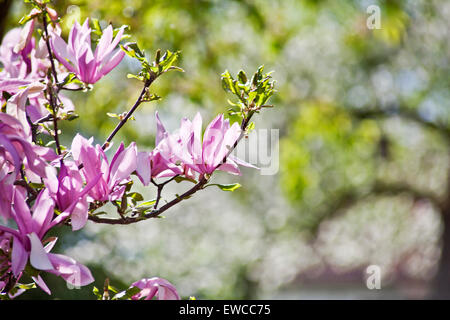 Magnolia boccioli di fiori Foto Stock